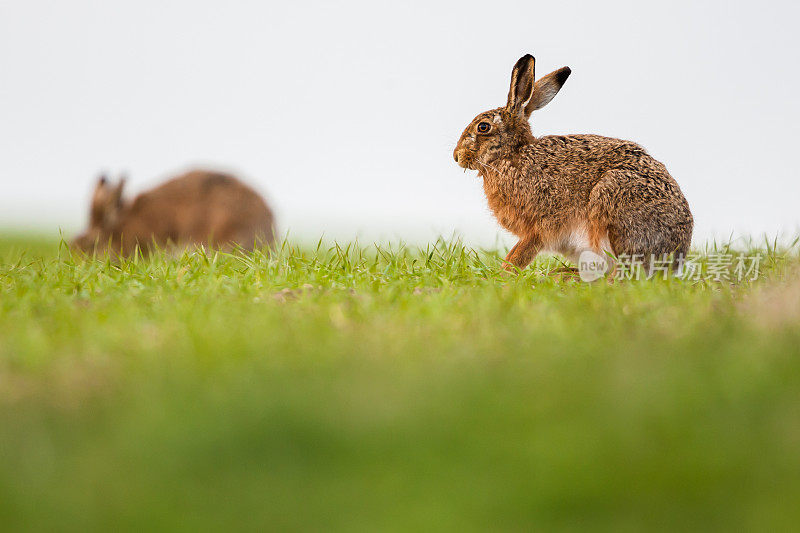 欧洲野兔(Lepus europaeus)，棕色野兔。